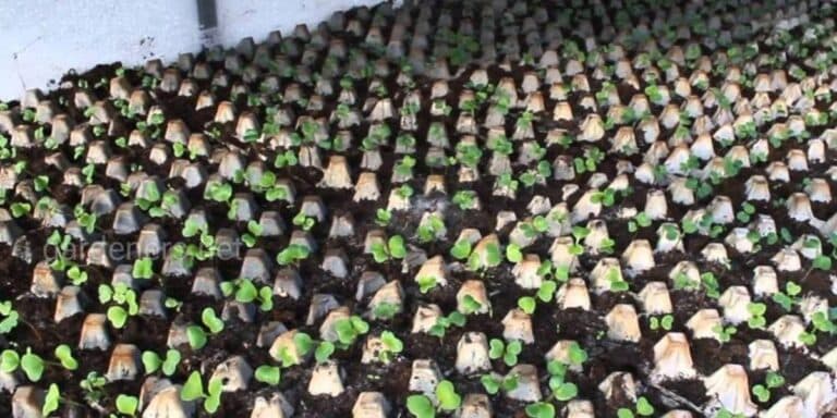 Міні-грядка на підвіконні: як я вирощую розсаду в упаковках від яєць