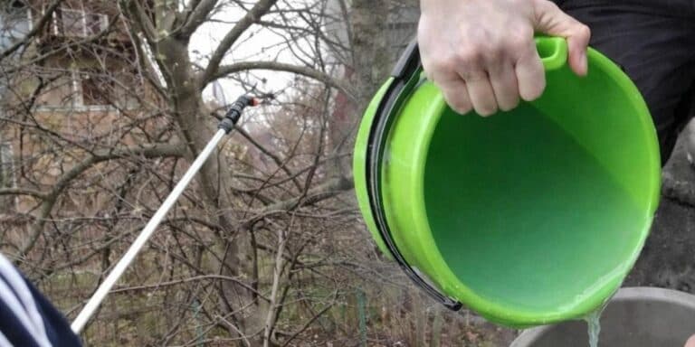 Бризкаю цим розчином і шкідники не чіпають мої плодові дерева.