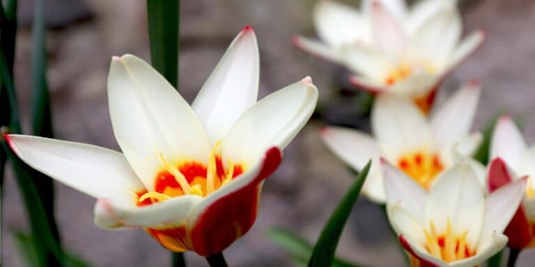 Вирощую тюльпани на продаж: які сорти обрати, щоб не прогоріти. Ділюся своїм фаворитом