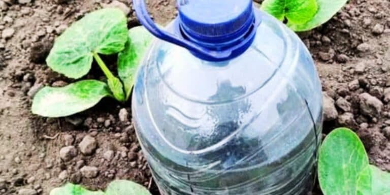 Поливаю город лише так! Зробив найпростіший крапельний полів із пляшок і вам раджу