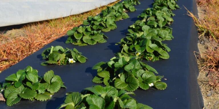 Вирощую полуницю на агроволокні і вам раджу! Ділюся цінами, схемами та тим, що реально працює