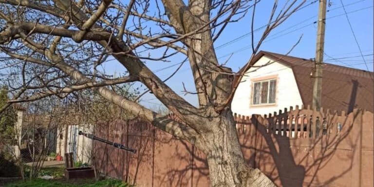 Скільки коштує спиляти дерево у 2026 під ключ: ділюся власним досвідом