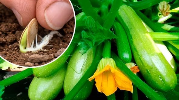 Секрет ранніх кабачків: коли садити в 2026, щоб обігнати всіх. Мій особистий досвід