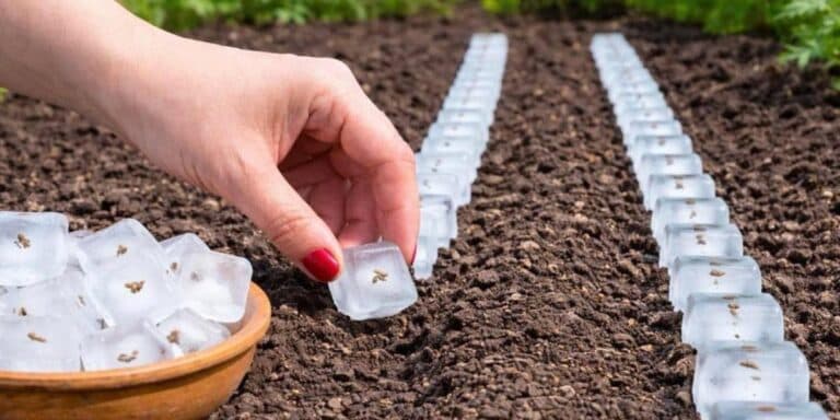 Посадила моркву по-новому і урожай вразив! Розказую про геніальний спосіб