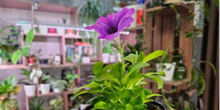 2 процедури з петуніями, які не можна ігнорувати: одна – дасть гарні кущі, інша – економію гpoшей