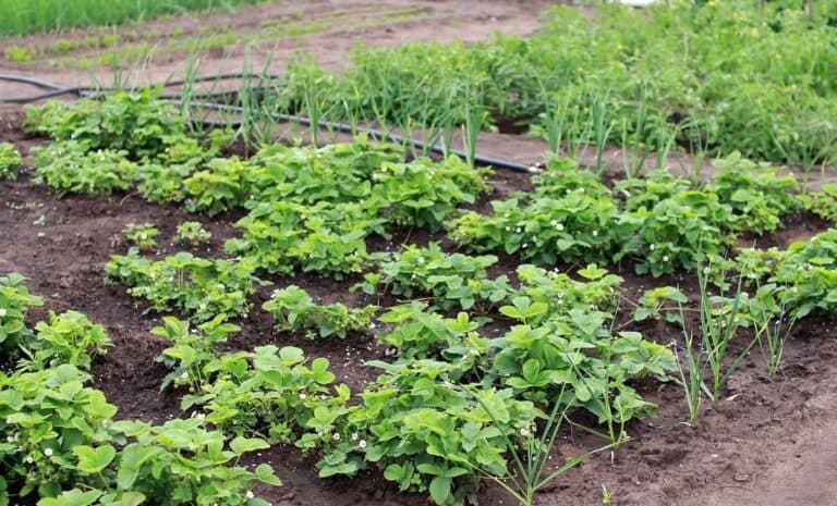 Посадіть їх разом — і забудьте про шкідників: 9 чарівних пар для городу