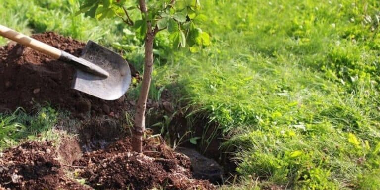 21 дерево, яке краще не саджати у своєму саду — і чому про це варто знати заздалегідь