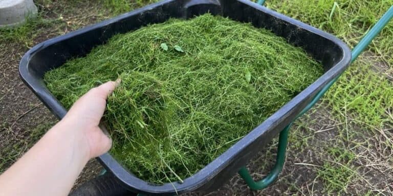 Не викидайте скошену траву — вона варта золота