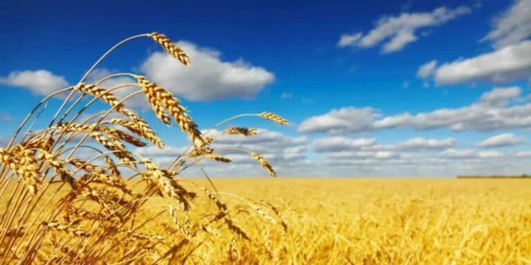 Забуті скарби: 12 українських слів, від яких мова заграє по-новому