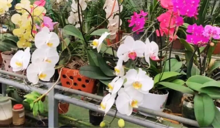 Раз на тиждень поливаю орхідею цим настоєм — і вона цвіте без упину
