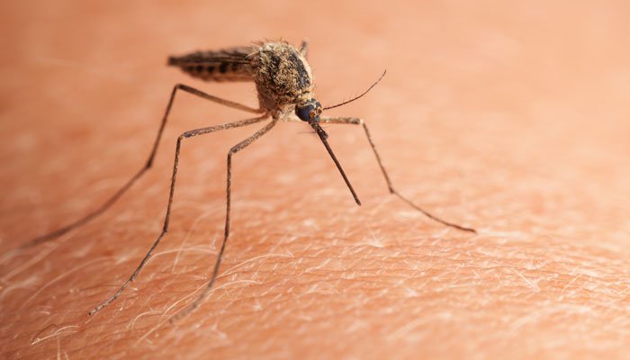 Чому комарі кусають не всіх