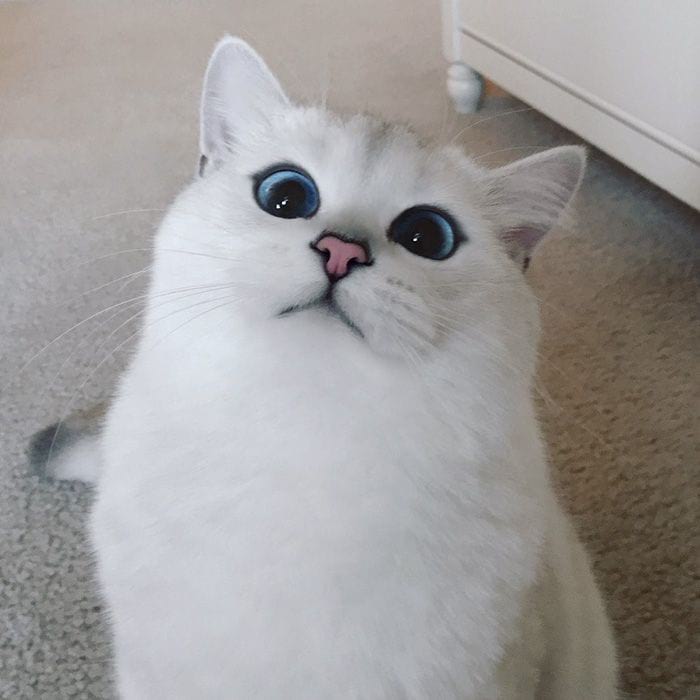 Кобі – білосніжна кішка з неймовірно красивими очима