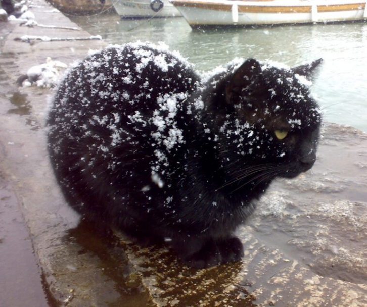 25 фото про складні взаємини кішок зі снігом