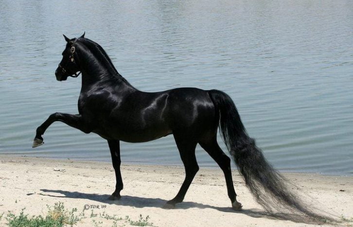 Топ 10 найкрасивіших коней на планеті
