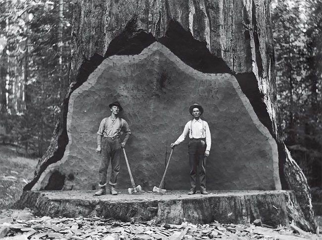 Лісоруби початку 20 століття, які валили великі дерева, використовуючи тільки ручні інструменти