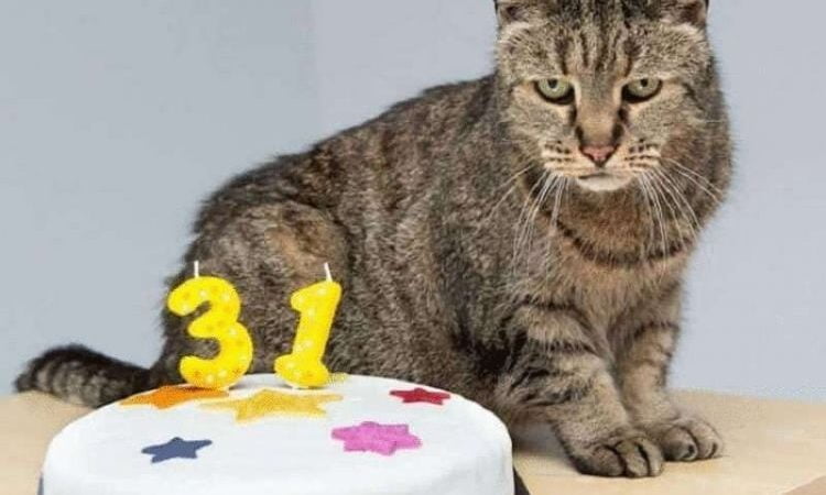 Найстарішому коту в світі виповнився 31 рік