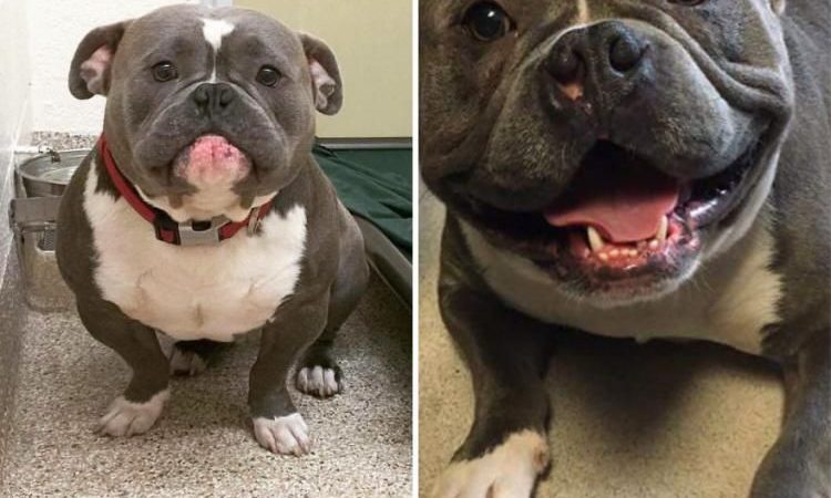 17 фотографій собак до і після притулку, які зачеплять вас до глибини душі