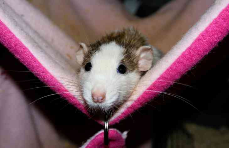 10 любопытных фактов о домашних крысах