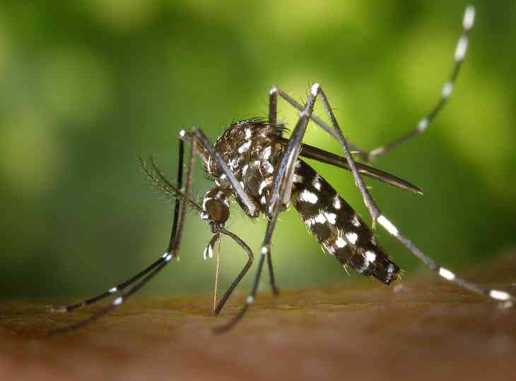 З’ясувалося, яка група крові найбільш «смачна» для комарів