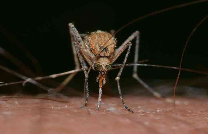 Специалисты выяснили, что средства против комаров опасны для человека