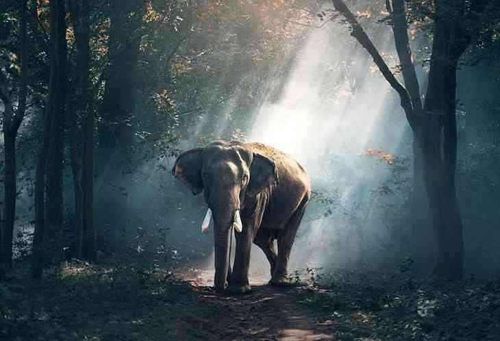 Ученые: вымирания слонов повысит уровень углекислого газа в атмосфере