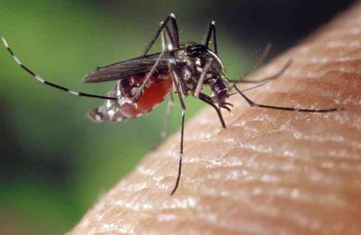 Вчені виявили комарів, укус яких викликає смертельний набряк мозку
