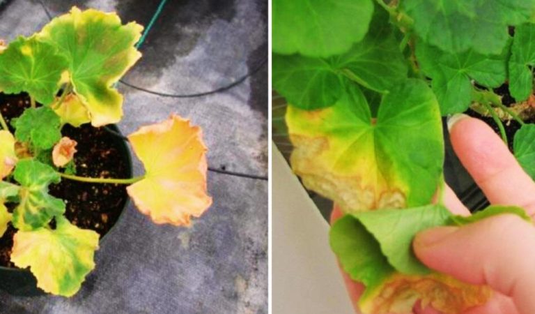 Чому у герані жовтіє листя: лайфхаки, які врятують рослину