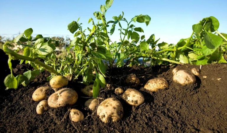 Для чого під час посадки картоплі потрібно додавати в кожну ямку горох