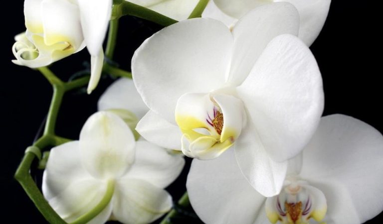 «Моя орхідея цвіте, як божевільна».  Ділюсь слушними порадами