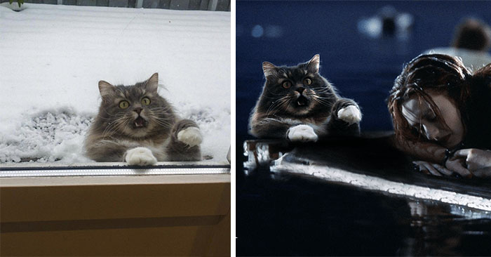 Оповідь про те, як кіт, що рветься додому з морозу, став героєм епічної битви фотошоперів.