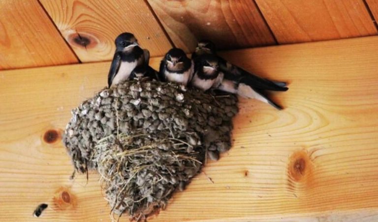 4 причини, через які ластівки будують гніздо на вашому будинку