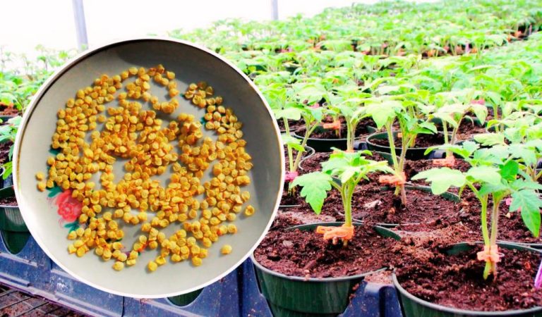 Як потрібно готувати насіння томатів до посіву, щоб розсада була міцною