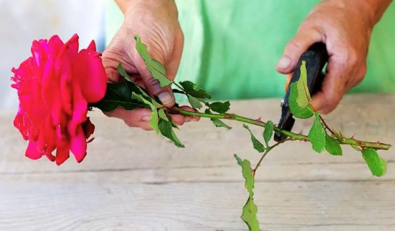 Як укоренити троянду з подарованого букета: спробувала та не пошкодувала. Тепер весь сад у трояндах