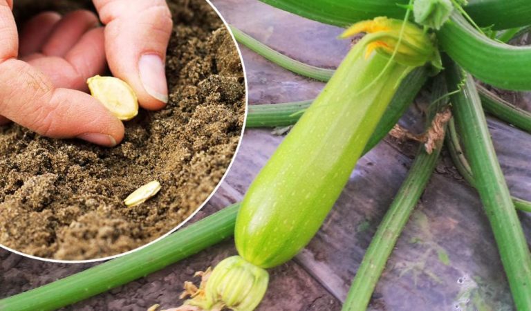 Коли і як правильно садити кабачки навесні, щоб найпершою отримати врожай