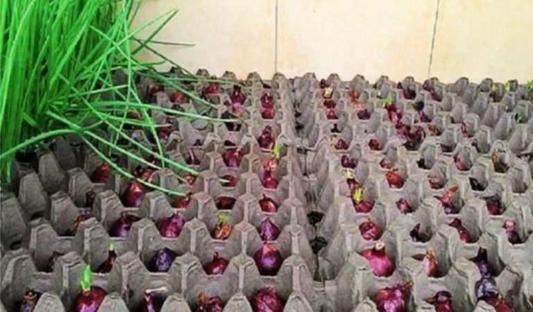 Незвичайний та цікавий спосіб вирощування цибулі.  Без бруду та врожай відмінний