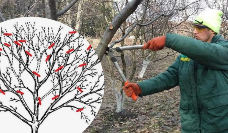 Правила обрізки плодових дерев на початку весни.  Як робити, щоб не зашкодити