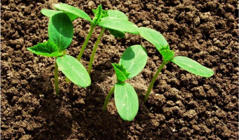 Спробуйте і не пошкодуєте: як посадити огірки в гарячу тирсу для шикарного врожаю
