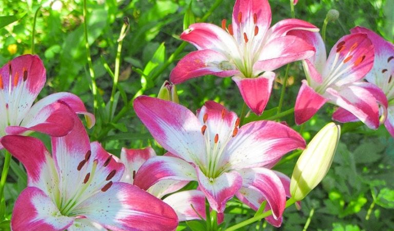5 способів розмножити лілії, які дозволять виростити розкішний сад