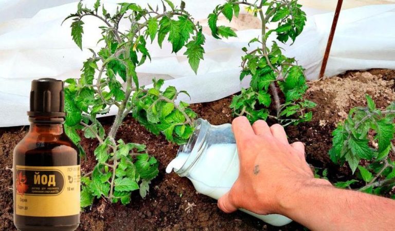 Розчин для захисту та добрива томатів.  Не хворіють, ростуть швидко і врожай дають добрий
