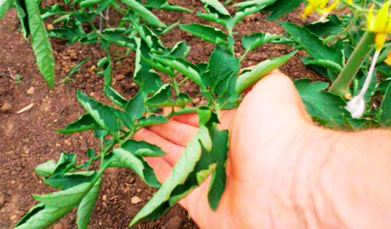 Що робити, якщо листя на помідорах почало скручуватися: радять досвідчені городники