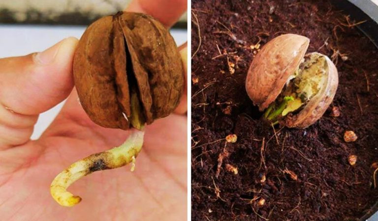 Як виростити величезне дерево волоського горіха зі звичайного горіха: покрокова інструкція