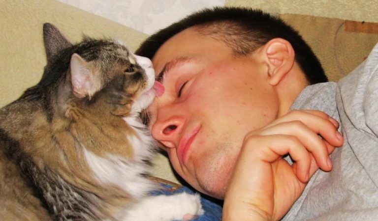 Чому кішка постійно лягати спати поряд із людиною.  Причини та на що звернути увагу