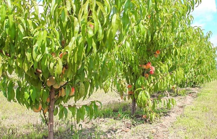 Бажаєте виростити персикове дерево з кісточки своїми руками? Ділимося покроковою інструкцією 18