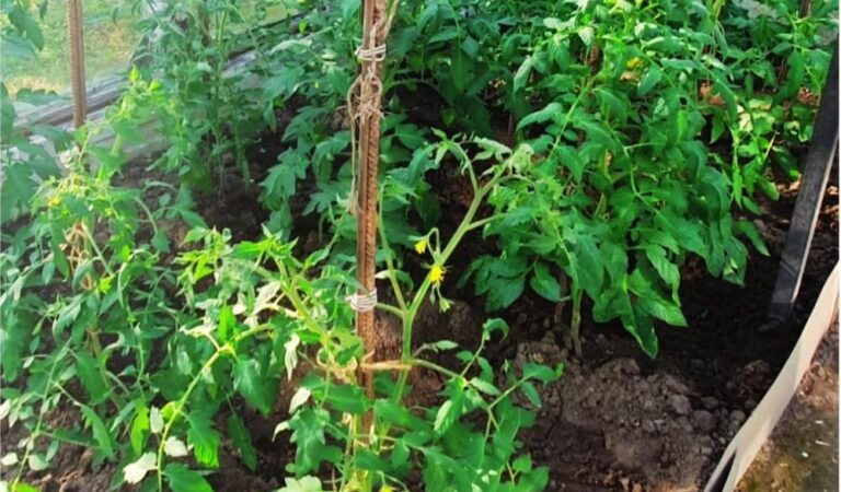 Видалення листя у томатів: розповідаю про свої серйозні помилки