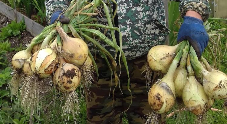 Особлива підгодівля для цибулі в липні: завдяки їй виросте розміром з кулак. 12