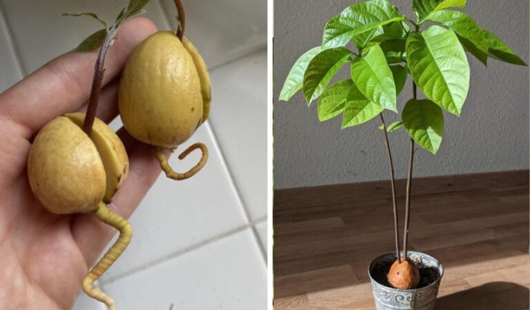 Виростити авокадо з кісточки під силу кожному, адже це дуже просто, цікаво, смачно!