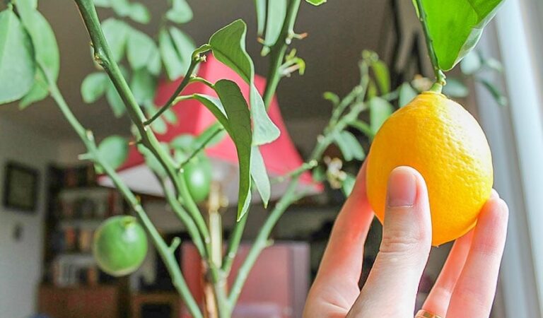 Вирощуємо лимонне дерево з насіння: простий путівник до ароматного цитрусового дива на вашому підвіконні
