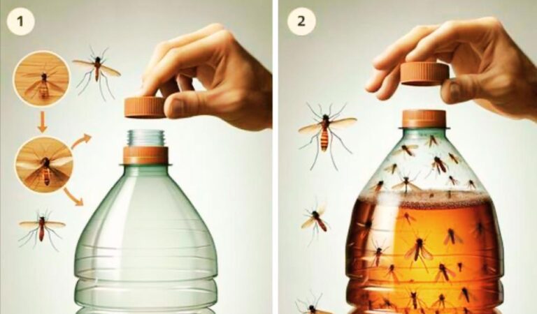 Найпростіша пастка для комарів та інших комах: зробимо за 5 хвилин своїми руками