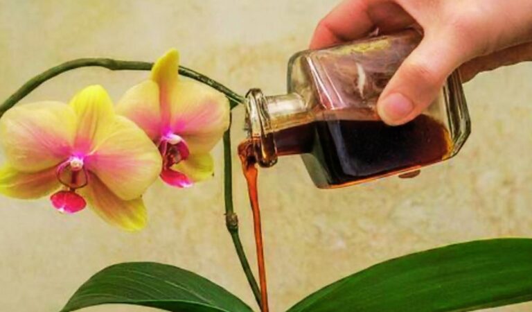 Виливши пляшечку під корінь і орхідея квітне, наче скажена.  Три бюджетні та дуже ефективні настойки
