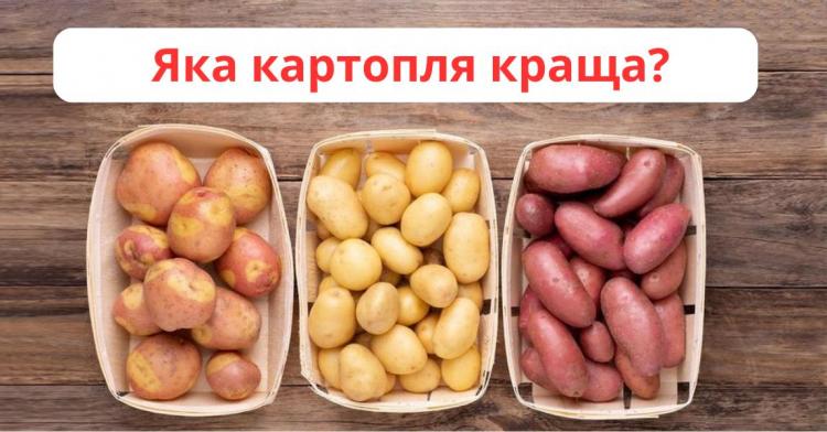 Яка картопля краща? Експерти дали відповідь, яка здивує багато господарів 10